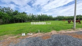 5x35 full thổ, đường thông. Sổ sẵn. Gần quốc lộ. 395tr