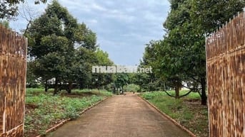 SỐC: ĐẤT VƯỜN SẦU RIÊNG - GIÁ RẺ - VIEW ĐẸP - SINH LỜI CAO