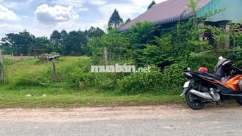 Bán lô đất 500m2 Tỉnh Lộ 7 gần chợ Phước Thạnh Củ Chi, SHR, giá 1,3 tỷ