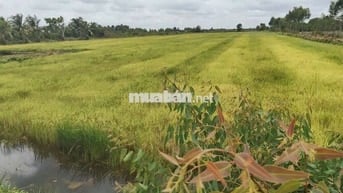 Bán Quỹ đất tại Thạnh Lợi, Bến Lức, Long An cũ