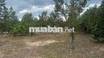 Bán rẻ lô đất 1 xào (16x63=1014m2) nở hậu 3m phía sau KCN Bắc Đồng Phú