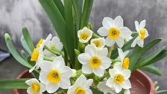 Chợ cây cảnh decor -Cây xanh mini trang trí bàn làm việc, phòng khách