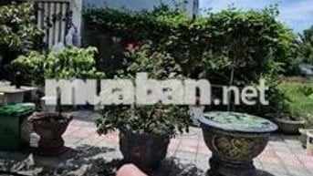 hàng biển tân trà khu hoà hải cần thanh khoản gấp