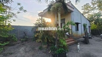 PHƯỚC HẢI CÒN MỘT LÔ ĐẤT LỚN ANH CHỊ LÀM NHÀ VƯỜN , Hôm stay 
 /