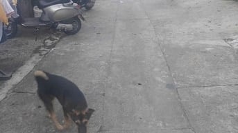 NHÀ CẤP 4 , KIỆT 151 ÂU CƠ , LIÊN CHIỂU