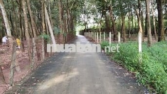 Đất Hòa Lợi gần DH602, dt 2.388m, tc 300m - giá 5.5 tỷ