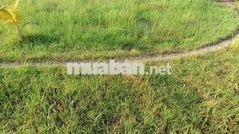 Ra Gấp Đất Thổ Cư 100% 1.304m2 shr tại Hiệp Hòa Tây Ninh