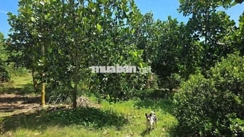 Bán nhà và vườn cây ăn trái  giá rẻ
