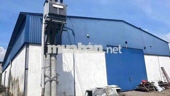 Cần cho thuê 1300m xưởng có trạm 250kVA