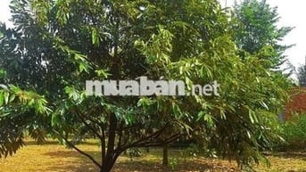 Chủ kẹt tiền gửi em bán gấp vườn sầu riêng siêu phẩm hơn 7200m2