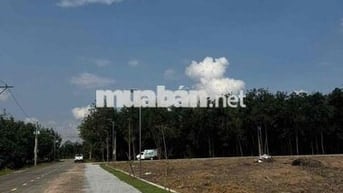 Sang ngay lô đất 250m2 ngay mặt tiền DH, giá rẻ công chứng ngay