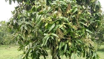 Chỉ với 400 triệu đồng, bạn đã có thể sở hữu ngay vườn xoài 1.045m² 