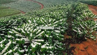 Đất đẹp hiếm – thổ cư 100%, sổ riêng, cách cao tốc & QL20 chỉ 2km