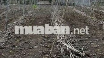 🔥 Cần bán gấp 134.9m², Cẩm Mỹ, Đồng Nai– Giá chỉ 830 triệu!!!