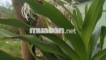 Bán lô đất mặt tiền đường Nguyễn Phước nguyên