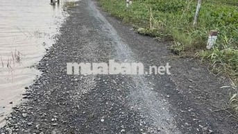 Hơn 6 công đất lúa xã Cẩm Giang