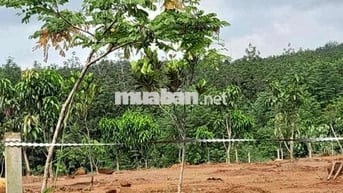 Bán gấp lô đất hơn 2000m2 đất sào ở Bình Phước (20*100) giá chỉ 330tr