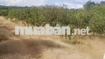 💥Hơn 2,1 ha đất ( 21120 m2 ) Có vườn cam đang cho thu hoạch