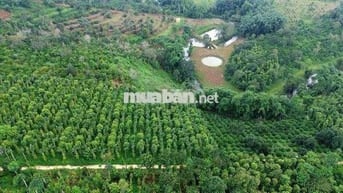 Bán Khu đất siêu đẹp lợi nhuận cao Nam Ban Lâm Hà Lâm Đồng