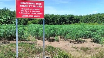 CTY ĐẤU GIÁ HỢP DANH TRỰC TUYẾN VIỆT NAM (VNOA) TỔ CHỨC ĐẤU GIÁ