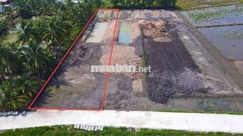 Chính chủ gửi bán 1500m² đất thổ vườn tại Gò Dầu –  Giá chỉ 1,3 tỷ!