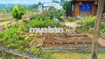 🌿 "600 TRIỆU – MUA MỘT MẢNH ĐẤT 1000M@, NHẬN LẠI CẢ BÌNH YÊN TẠI ĐN"