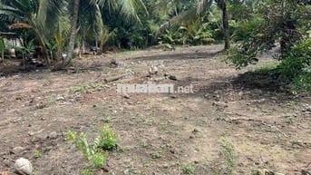 Đất nền Thổ cư xã Tân Long Hội Vĩnh linh