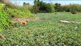 Nhượng đất Nguyễn Thị Định, P.Cát Lái, TPThủ Đức nay là phường Cát Lái