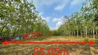 Công ty Đấu giá hợp danh Lam Sơn Sài Gòn THÔNG BÁO ĐẤU GIÁ TÀI SẢN