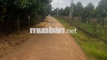 Đất đỏ cẩm mỹ ( Bảo bình cũ ) giá rẻ nhất thị trường