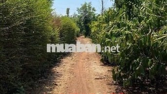 ⚡ SỐNG XANH GIỮA ĐẮK LẮK – CHÍNH CHỦ CẦN BÁN GẤP MẢNH ĐẤT THỔ CƯ