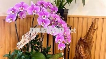 NHÀ GIÁ RẺ 2 MẶT HẺM XE HƠI 4PN3WC NGUYỄN TƯ GIẢN GÒ VẤP