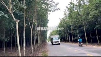 Đất Sào Giá rẻ đường nhựa xe công 3.000m² giá chốt 116 triệu/mét ngang