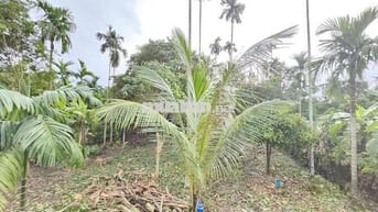 đất Vườn phường Thuânn An ngay TT TP HCM