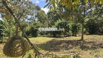 Chú 8 Cần Bán Vườn Sầu Riêng 1021m2 giá 250 triệu, sổ hồng riêng