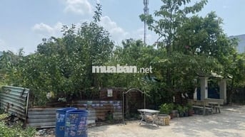 BÁN ĐẤT THỔ 1040M2,TX 25 QUẬN 12 ,36 TỶ