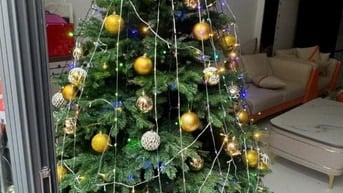 Cần bán cây thông trang trí noen cao 2m