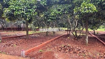 Đất thổ cư sổ riêng 10x28 giá 980 triệu ở Phường Bình Lộc Long Khánh