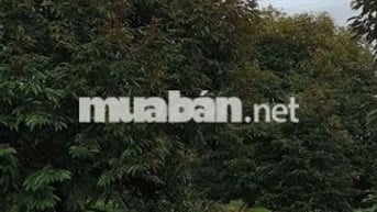 Bán đất nhà vườn hơn 3500m2(65*52) sẵn 300TC,SHR 680tr, Bình Phước