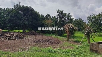 Đất vườn 1000m2 giá 650 triệu đường Điểu Xiển Bàu Trâm Long Khánh