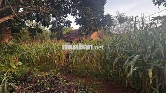 Chính chủ cần bán gấp 4,3 xào đất nn ngay trung tâm Quảng Phú