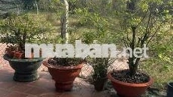 Bán nhà vườn góc hai mặt tiền, diện tích 2250 mét