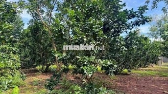 cần bán đất vườn 1000m2 sẵn 100m thổ cư