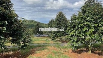 CHỈ 387 TR ĐẤT VƯỜN SẦU RIÊNG+NHÀ CẤP 4 1500m² CHƠN THÀNH BÌNH PHƯỚC