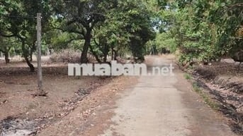 2 mặt tiền ( 1 nhựa - 1 đất ) cách Cụm CN Tân Hưng 500 mét 725tr