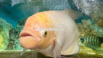 Bán nhanh 2MT ngay Càu Khuê Đông Hoà Quý Ngũ Hành Sơn ĐN