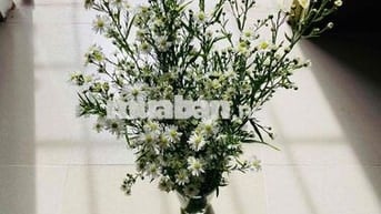 Tìm bạn nhân viên văn phòng ở ghép Hoà Hưng, quận 10