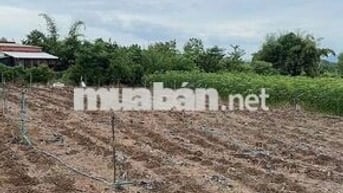 2 lô đất giá tốt,có sẵn thổ cư: 362 m2 +100m2 ONT và 932 m2 +100m2 ONT