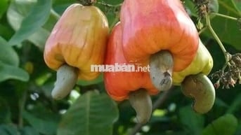 Cơ hội sở hữu vườn điều cổ thụ tại khu vực Thống Nhất 1200m2 chỉ 995tr