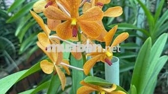 chủ cần bán nhà Mặt Tiền Đường Liên Khu 4 5, vị trí kinh doanh